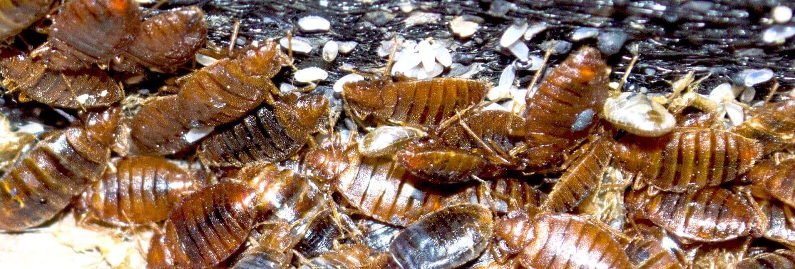 Bed Bug Infestation